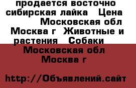  продается восточно-сибирская лайка › Цена ­ 10 000 - Московская обл., Москва г. Животные и растения » Собаки   . Московская обл.,Москва г.